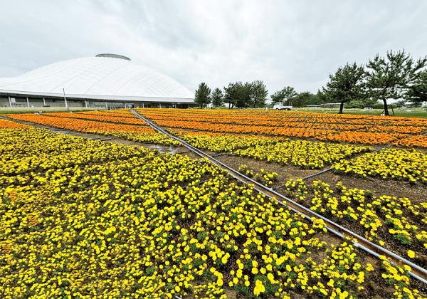 ºòǯ4·î¤Ë¥ª¡¼¥×¥ó¤·¤¿Ãæ¹ñÃÏÊýºÇÂçµé¤Î¥Õ¥é¥ï¡¼¥¬¡¼¥Ç¥ó¤Ë½é²Æ¤Î²Ö¡¹¤¬ºé¤¸Ø¤ë¡Ú»³¸ý¤¤é¤éÇîµÇ°¸ø±à¡Û¡Ê¢¨¥¤¥á¡¼¥¸¡Ë