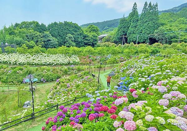 ��ʡ���϶�ȯ���Ȭ�̻�����������ȿ��ڽ��в֤��礦�֤����ܤ��ˤ�ޥۥƥ��򤱤��