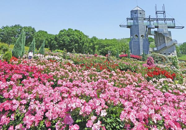 ι���Ʊ���� ���ޤ�������♬ ���դε��ӷ�ë�ȥ���ȥ꡼�ѡ����ν���
