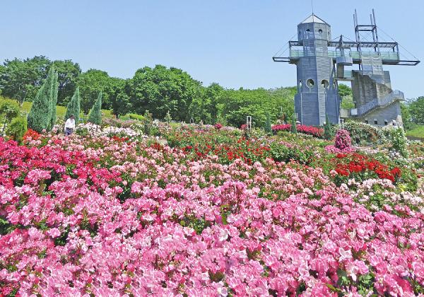 ι���Ʊ���� ���ޤ�������♬ ���դε��ӷ�ë�ȥ���ȥ꡼�ѡ����ν���
