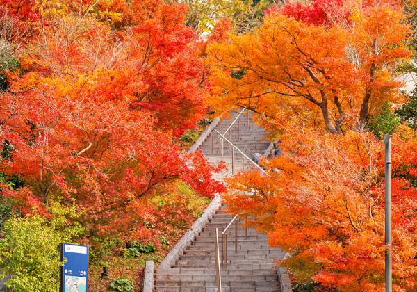 �����鸫�夲�Ƥ�夫�鸫�������Ƥ�������Ĺ�����ܲ������ڹ��դγ��ʡۤ���Ũ�ʥե��ȥ������ɤ������ʢ����᡼����