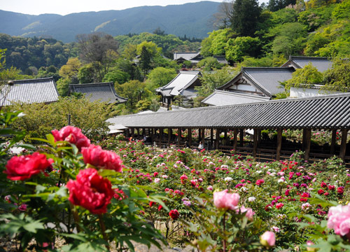 長谷寺 | 西国三十三ヶ所 八番札所 | お遍路ツアー